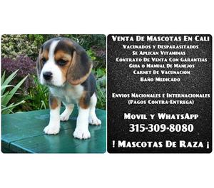 Tenemos lindos cachorros en venta raza Beagle