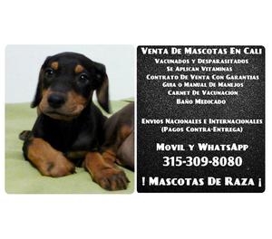 Venta de tiernos cachorros Doberman finos