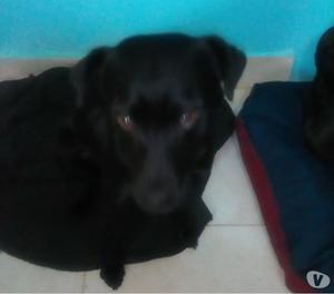 Regalo dos ermosas perritas criollad
