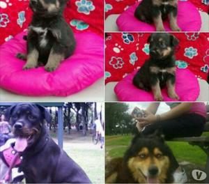 Perritas cruzadas de rottweiler buscan hogar