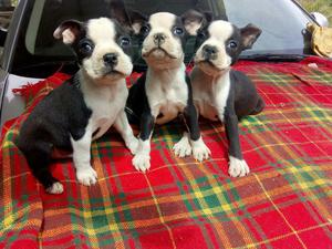 Bostonn Terrier