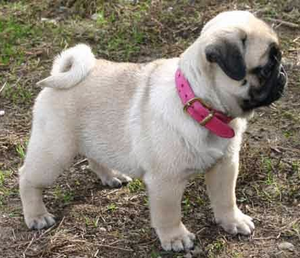 CACHORROS PUG ORIGINALES