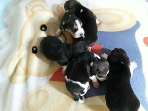 Cachorros Beagle Tricolor Criadero Certificado