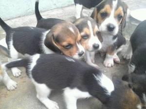 Cachorros Beagles