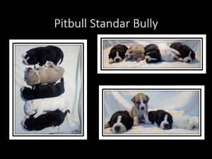 Cachorros Pit bull Standar Bully $= negociables