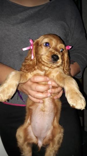 Cocker Spaniel