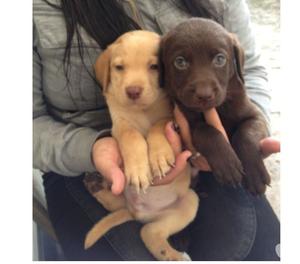 En Venta Labradores Disponibles Cachorros Hermosos