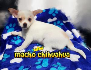 Excelente Chihuahua Macho Buen Precio!!!