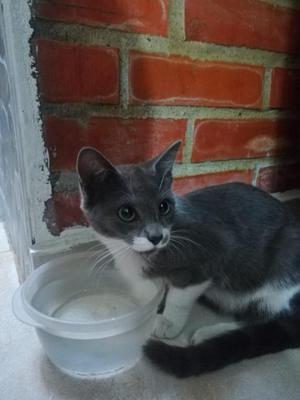 Gatita en adopción