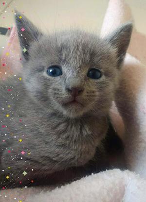 Gatos Ruso Azul Gato Hipoalergenico