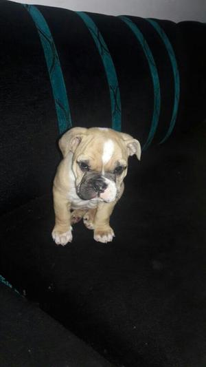 Hermoso Bulldog Ingles