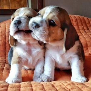 Hermosos Beagles Disponibles