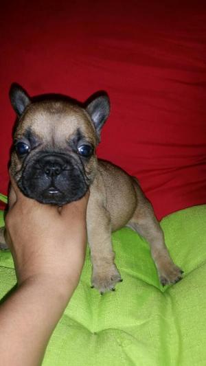 Hermosos Cachorros Bulldog Frances