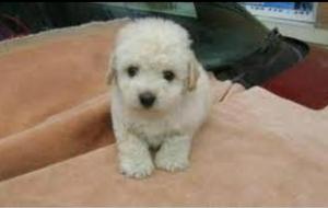 Hermosos Fresh Poodle Miny Disponibles