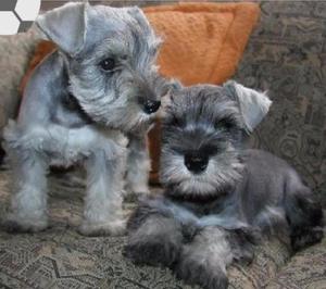 Hermosos Schnauzer Sal Pimienta Disponib