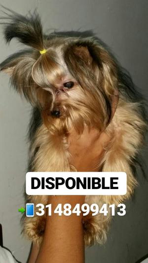 Micro Yorkshire Terrier
