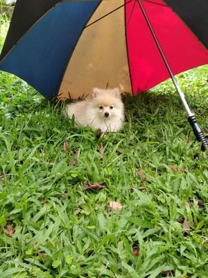 Pomerania Macho Beige