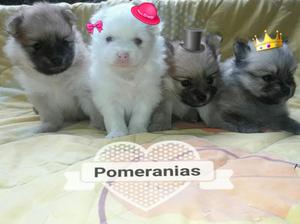 Pomeranias Machos Y Hembras