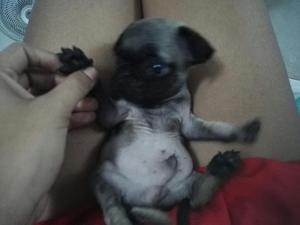 Pug a La Venta