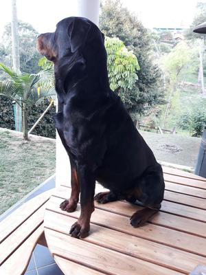 Rottweiler