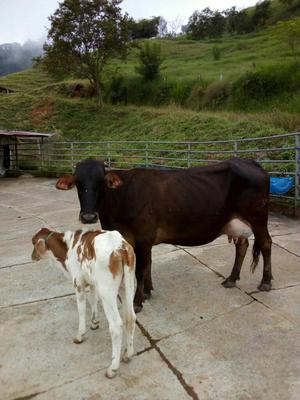 Sé Vendé Atado de Raza Girolando