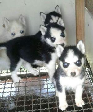 Sensaciónales Husky Negro Rojo Champaña