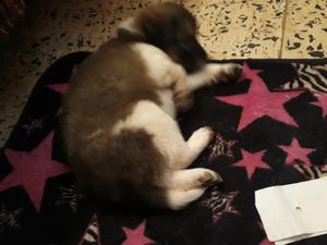 Vendo Cachorrita