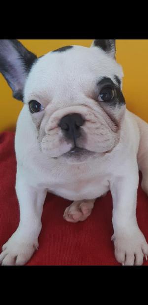 Vendo Hermoso Bulldog Frances