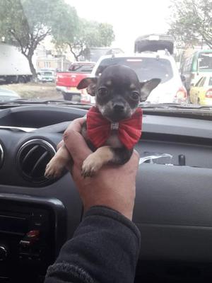 Vendo Hermosos Perritos Chihuahua Henbra