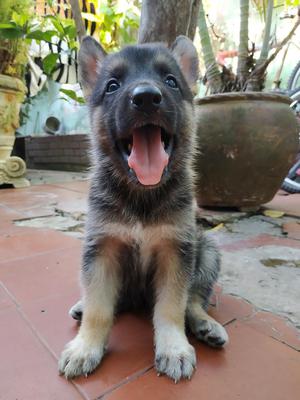 Venta Cachorros Pastor Alemán