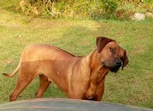 Venta de Cachorros Rhodesian Ridgeback