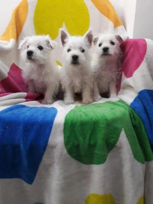 Westy dos hembras un macho en venta