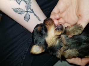 YORKSHIRE TERRIER MINIATURA