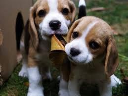 beagle tricolor