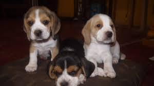 cachorros de beagle