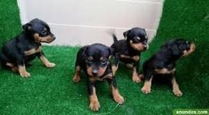cachorros de pincher miniatura