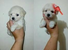 cachorros frenchs poodle mini