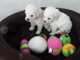 french poodle mini toy