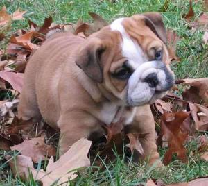 !CACHORROS BULLDOG INGLES EN VENTA !!