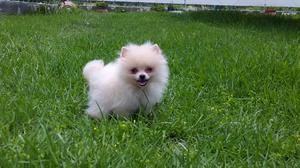 !CACHORROS POMERANIA EN VENTA !