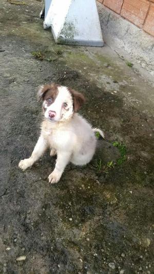 Cachorra Border Collie Red Merle