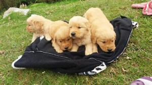 Cachorros Golden Retriber para La Venta
