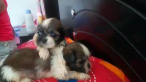 Cachorros Shitzu Tricolor