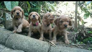 Cocker Spaniel