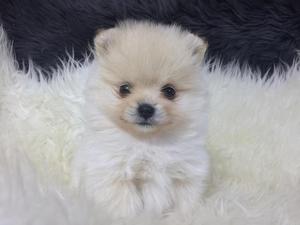 !ENCANTADORES POMERANIAS EN VENTA !