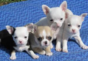 !ESTUPENDOS CHIHUAHUAS EN VENTA !