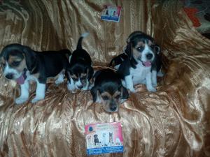 Ejemplares de Beagle Tricolor Criadero Certificado