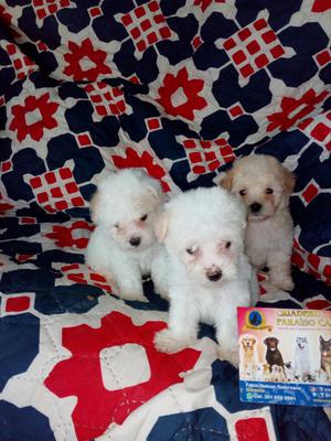 Ejemplares de Mini Toy Poodle Criadero Certificado
