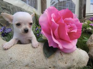 !FABULOSOS CHIHUAHUAS EN VENTA GARANTIZADOS!