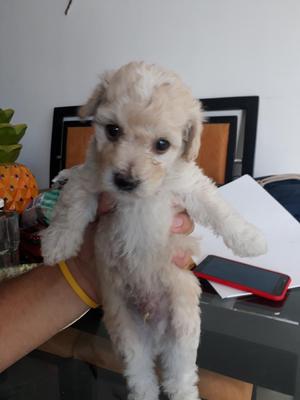 French Poodle Mini